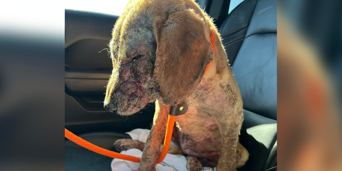 Puppy Who Couldn’t Rest In Her Own Skin Finally Learns What Comfort Feels Like