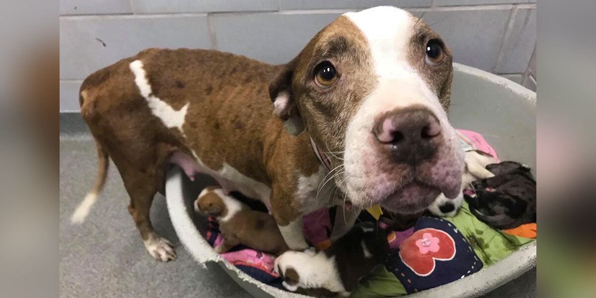 Mama Dog Dumped at Shelter Protects Her Puppies Until Help Arrives