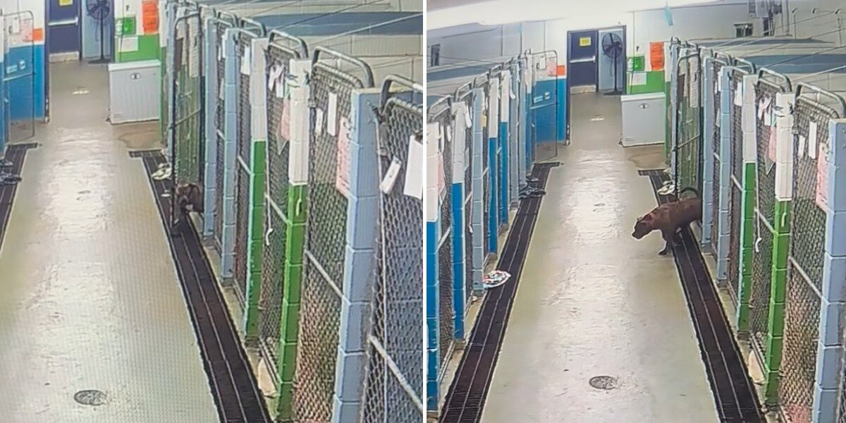 Security Camera Catches Shelter Dog’s Hilarious Jailbreak