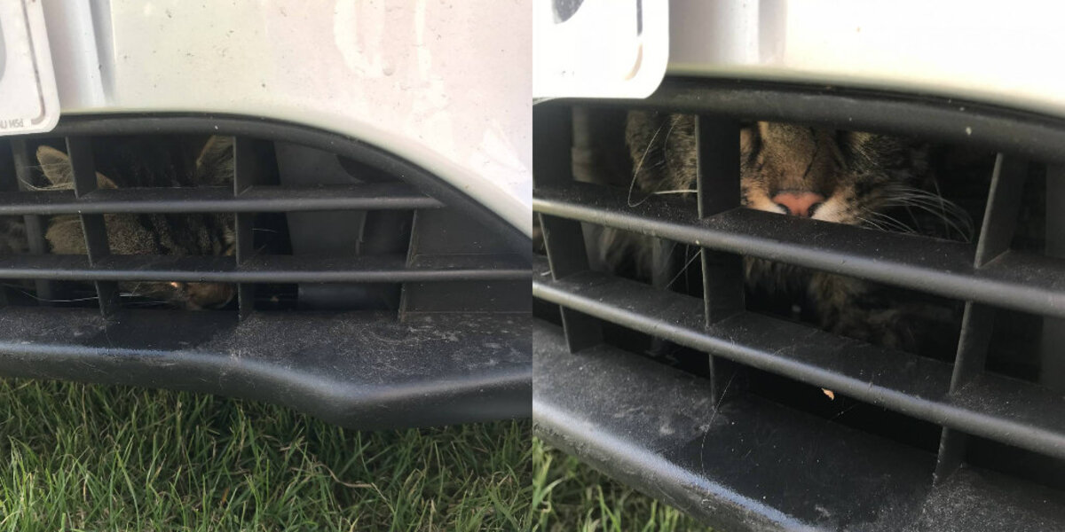 Family Discovers Cat Hitchhiking Under Their Car After 80-Mile Drive