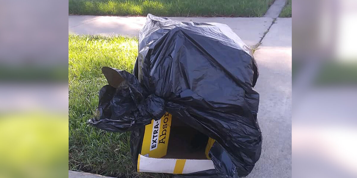 Couple Finds Puppy Sealed Inside Box On Side Of The Road