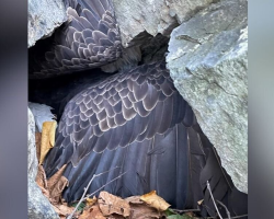 Climber Spots Wings Trapped Beneath a Boulder — And Helps Save Two Majestic Animals