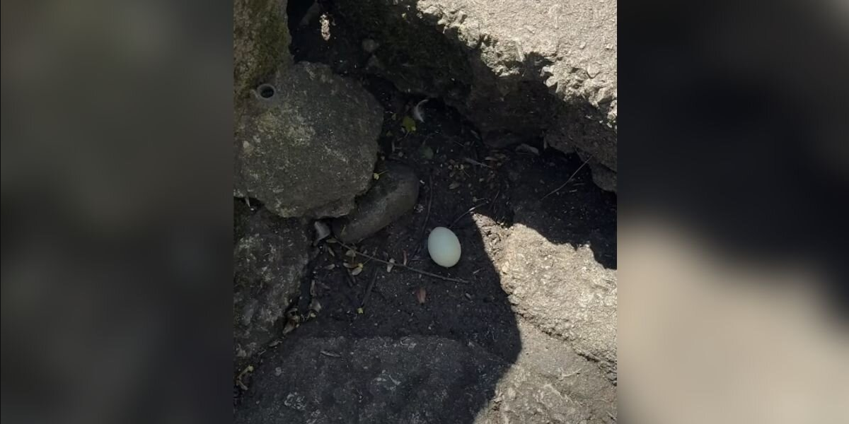 Man Stumbles Upon Egg On Sidewalk — And Decides To Give It A Chance At Life