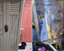 Homeowner Opens Tool Shed — And Finds An Unexpected Feathered Guest