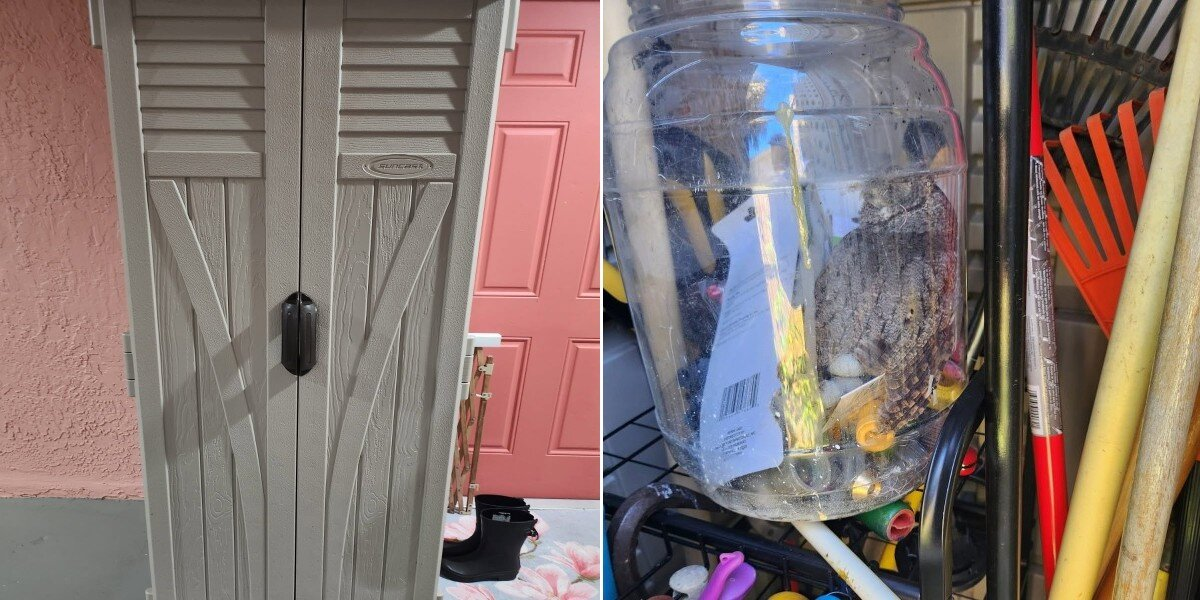 Homeowner Opens Tool Shed — And Finds An Unexpected Feathered Guest