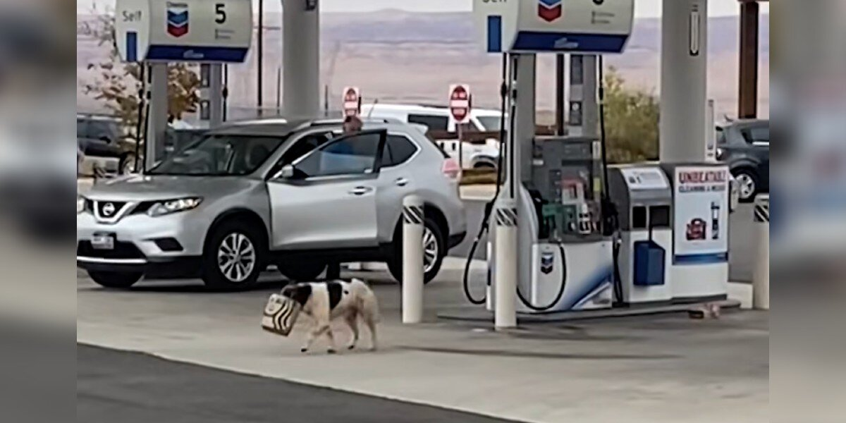 Stray Dog Who Survived By Stealing Starbucks Finally Finds A Home