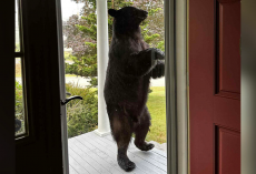 Homeowner Amazed When Bear Casually Drops By Her Porch For A Sweet Treat