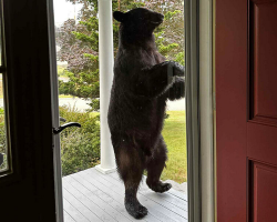 Homeowner Amazed When Bear Casually Drops By Her Porch For A Sweet Treat
