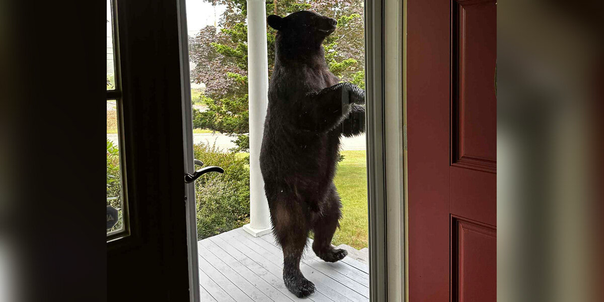 Homeowner Amazed When Bear Casually Drops By Her Porch For A Sweet Treat