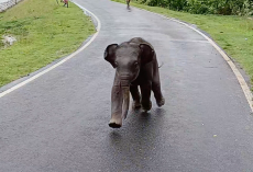 Lost Baby Elephant Approaches Villagers For Help — And Finds His Way Back To Mom