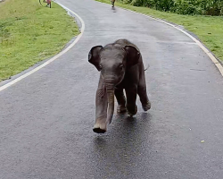 Lost Baby Elephant Approaches Villagers For Help — And Finds His Way Back To Mom