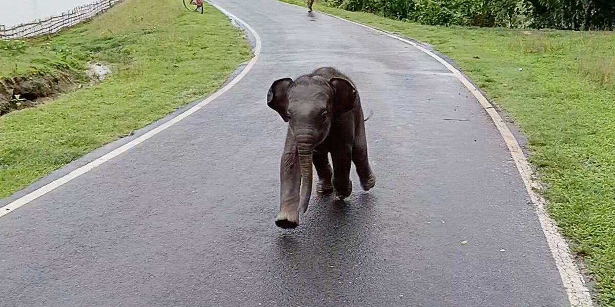 Lost Baby Elephant Approaches Villagers For Help — And Finds His Way Back To Mom