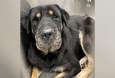 Dog On Euthanasia List Gets A Second Chance — And An Incredible Family Reunion
