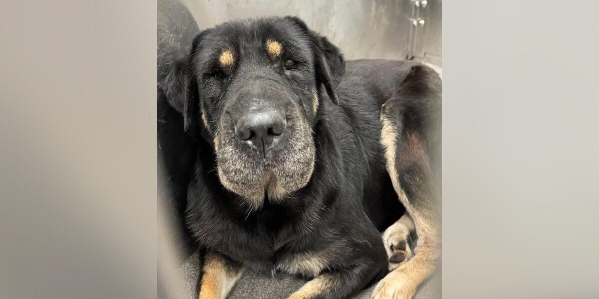 Dog On Euthanasia List Gets A Second Chance — And An Incredible Family Reunion