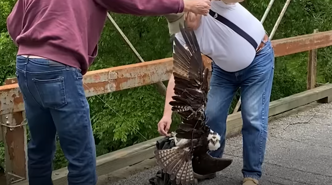 Heroes Rescue Scared Osprey Found Dangling From Wire Off Bridge