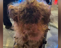 Officers Rescue Matted Pup — And Reveal The Sweetest Smile Hiding Underneath