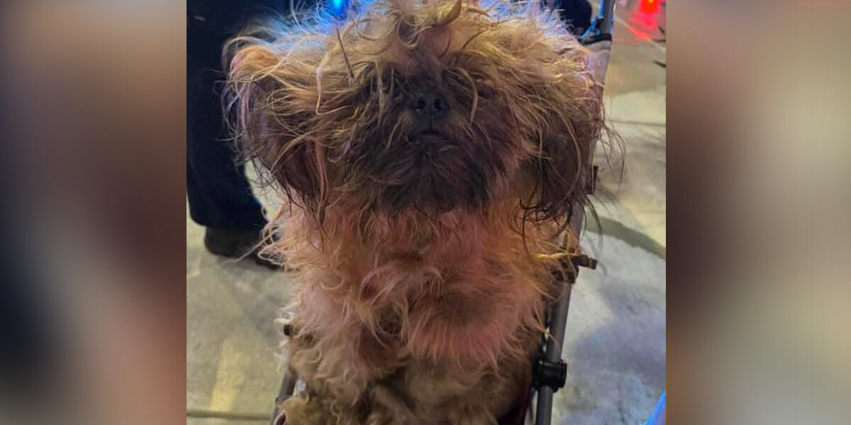 Officers Rescue Matted Pup — And Reveal The Sweetest Smile Hiding Underneath