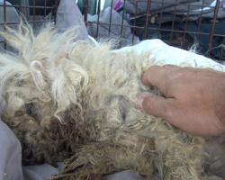 Street Dog With Severe Burns Learns What Love Feels Like For The First Time