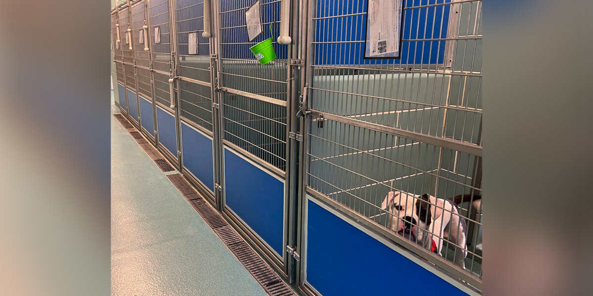 Dog Left Behind After Adoption Event Finally Finds His Perfect Match