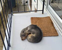 Family Finds Sleepy Little Visitor Curled Up On Their Porch