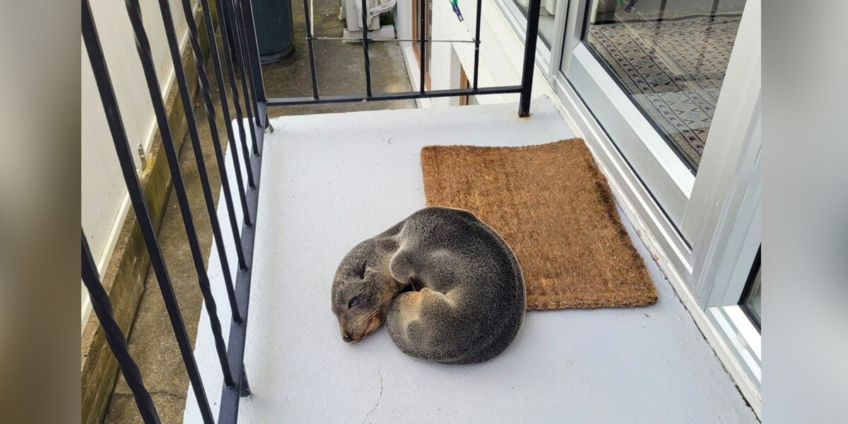 Family Finds Sleepy Little Visitor Curled Up On Their Porch