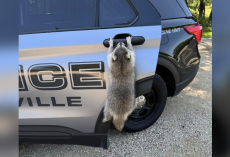 Police Called About ‘Rabid’ Raccoon Discover It’s Just a Cuddly Goofball