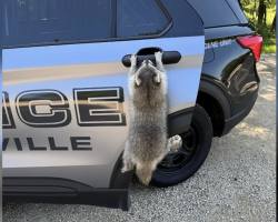 Police Called About ‘Rabid’ Raccoon Discover It’s Just a Cuddly Goofball
