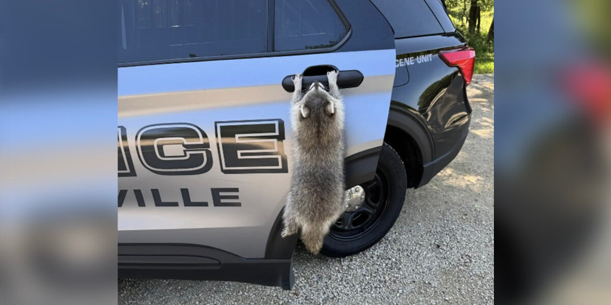 Police Called About ‘Rabid’ Raccoon Discover It’s Just a Cuddly Goofball