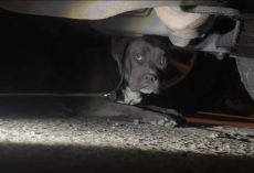 Puppy Found Hiding Under Car Gets A Second Chance At Life
