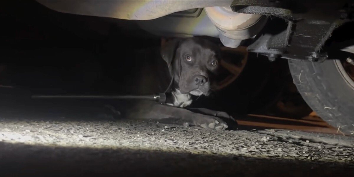 Puppy Found Hiding Under Car Gets A Second Chance At Life