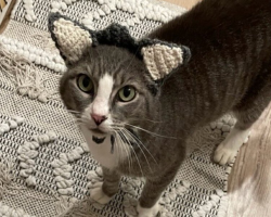 Cat Without Ears Gets The Cutest Gift — And It Changes Her Life