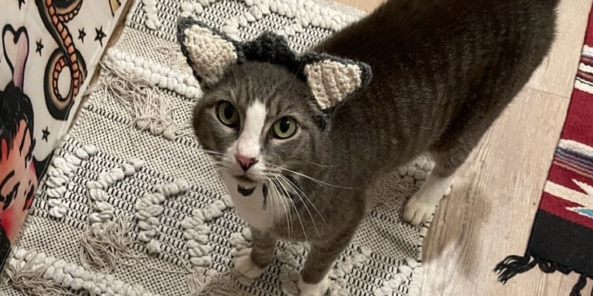 Cat Without Ears Gets The Cutest Gift — And It Changes Her Life