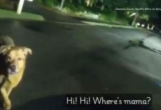 Loyal Dog Leads Deputy Straight to Injured Grandma After She Falls