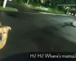Loyal Dog Leads Deputy Straight to Injured Grandma After She Falls