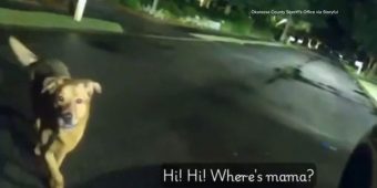 Loyal Dog Leads Deputy Straight to Injured Grandma After She Falls