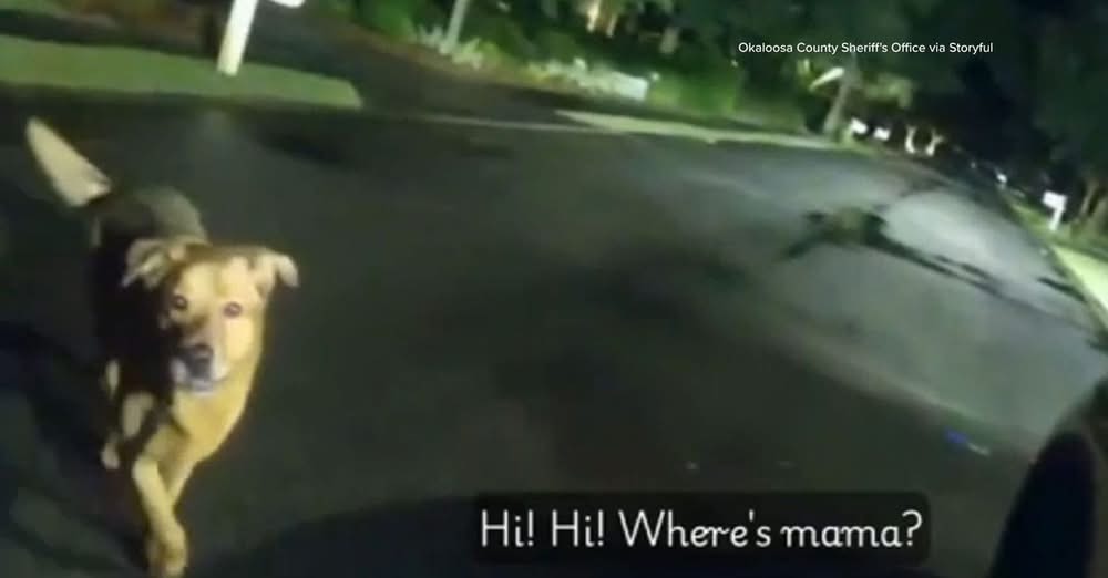 Loyal Dog Leads Deputy Straight to Injured Grandma After She Falls