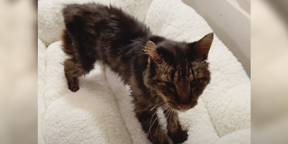 14-Year-Old Stray Cat Discovers Pure Joy In His Very First Bed