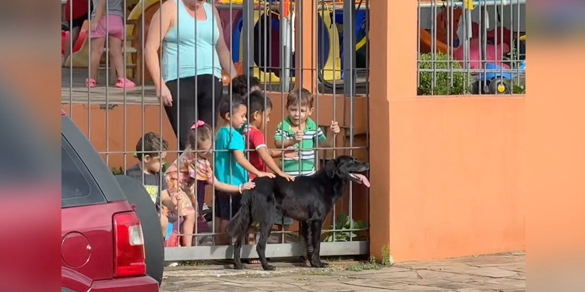 Dog Visits Preschool Every Day To Teach Kids The Purest Lesson