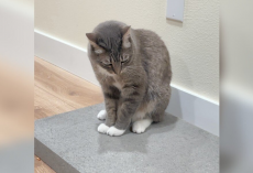 Former Street Cat Gets A Concrete Slab — And Couldn’t Be Happier