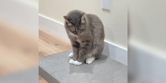 Former Street Cat Gets A Concrete Slab — And Couldn’t Be Happier