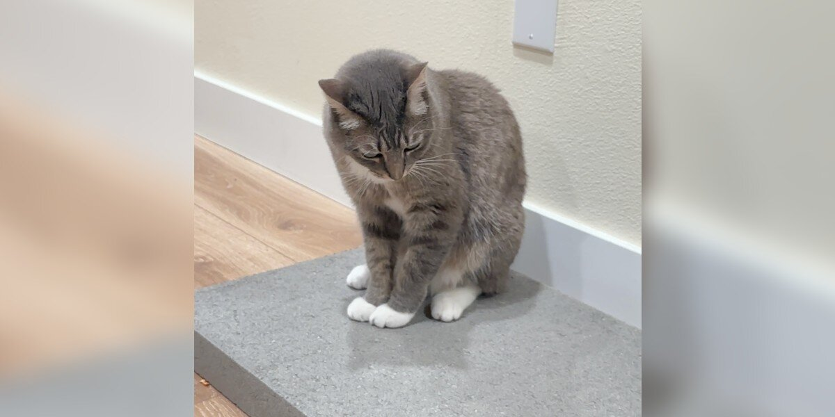 Former Street Cat Gets A Concrete Slab — And Couldn’t Be Happier