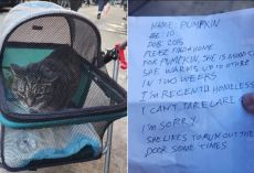 Cat Left In Stroller With Heartbreaking Note Finds Hope At Shelter