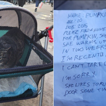 Cat Left In Stroller With Heartbreaking Note Finds Hope At Shelter