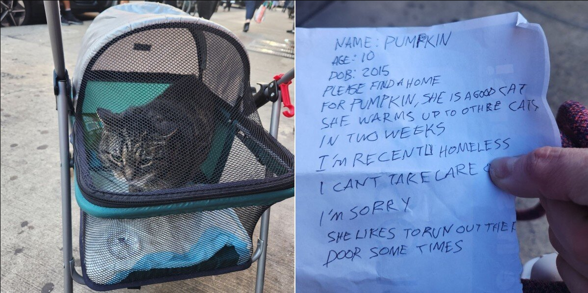 Cat Left In Stroller With Heartbreaking Note Finds Hope At Shelter