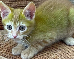 Man Adopts Kitten — And Realizes His Fur Is Bright Green