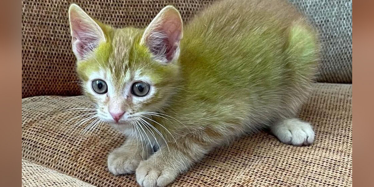 Man Adopts Kitten — And Realizes His Fur Is Bright Green