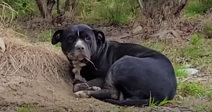 Woman Finds And Rescues Injured Dog Curled Up In Blueberry Field