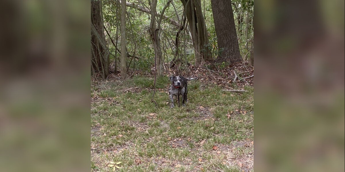 Dog Found Tied Behind Cemetery Cries For Help Until Rescuers Arrive
