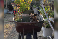 Abandoned Dog Refuses To Leave Wheelbarrow — Waiting For Family Who Never Came Back