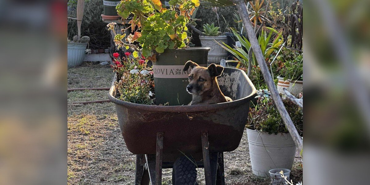 Abandoned Dog Refuses To Leave Wheelbarrow — Waiting For Family Who Never Came Back